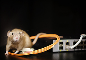Protect Your Investments with Rodent-Resistant Cable Sleeving